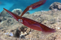 A couple of Hawaiian squid swimming around in "Sharks Cove". by Stuart Ganz 